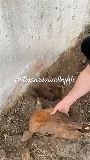 Bull Skull Extraction/Cleaned by Nature/Skull Cleaning Process/Satisfying Reveal #reels #shorts #art