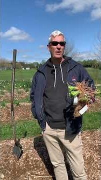 When to Plant Daylilies in Spring #gardening #backyardgarden #daylilies#easy #perennials #flowers