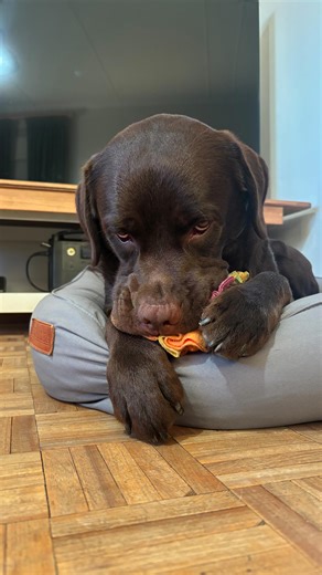 Guinness on Instagram: "My furybloom from @furrypetlounge_official 🥹🤍 Use Guinness10 for 10% off."