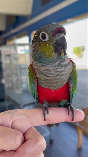 Feathered Friends & Co. on Instagram: "Happy Sunday Corpus Christi Parrot Lovers! Say hello to this VERY cute and sweet Crimson-Bellied Conure! 🌹🦜 This handsome guy is a DNA-tested male, 3 years old, and full of personality. He’s playful, affectionate, and always ready to step up! Crimson-Bellied Conures are known for being gentle, social, and incredibly lovable — and this boy is no exception! ✨ This baby will go FAST! ✨ So don’t be jelly if someone else scoops up this Crimson Belly! Come meet