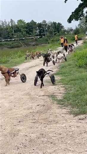 The dogs are happy to be walking on prosthetic legs