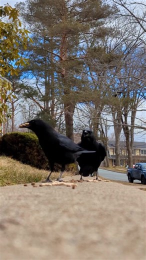 Lip Syncing Crows: A Fascinating Watch