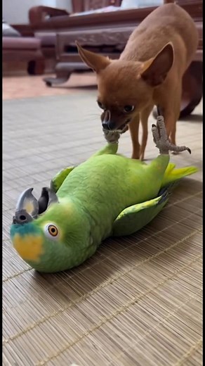 6M views · 72K reactions | Sơ hở là tiểu phẩm藍藍 #ai #prompts #trend #funny #fyp #animal #funnyvideo #soraai #comedy #dog #AI #aianimal #parrots | Truyền lửa Tích cực | Facebook