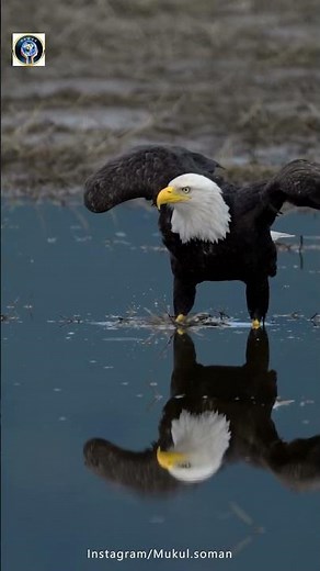 In A Fight Between An Eagle And A King Cobra, Who Would Win?