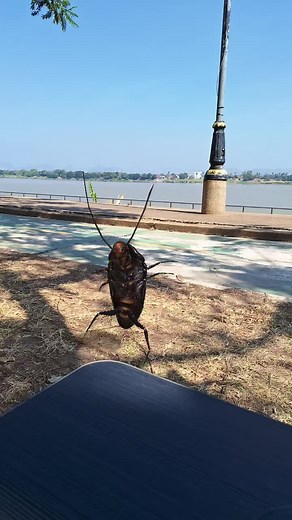 Dancing Cockroach #trend #trendtoday #trending #funnyvideos #เทรนด์วันนี้