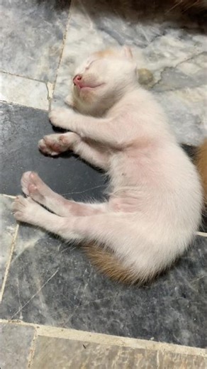 Tiny Kitten Sleeping So Peacefully 😴🐱 | Cutest Kitten Ever! ❤️