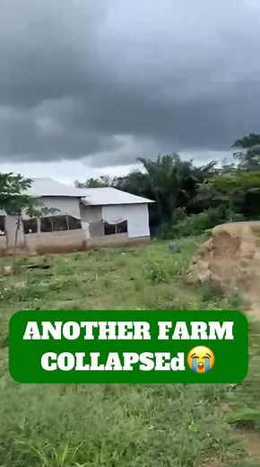 The collapse of poultry farms in Ghana has become an opportunity for #agribusiness investors. #PoultryFarmingTips #kofifarms #poultry | Kofi Farms