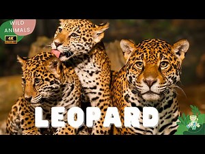 Leopard for Children : Learn All About Leopard | Animals for Kids | CuteKidsTV