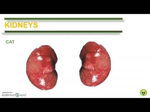 Comparative Anatomy (Urinary System)