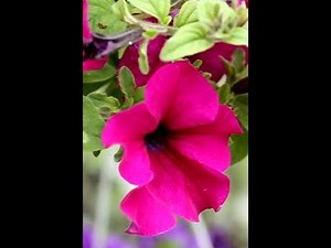 Watch These Tiny Petunia Seeds Grow Into STUNNING Magenta Blooms!