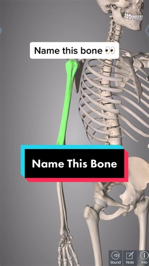 Identifying the Humerus Bone in Physical Therapy