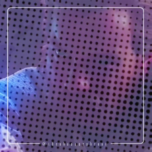 Obiwan x Fischgang: Ein einzigartiger Edit