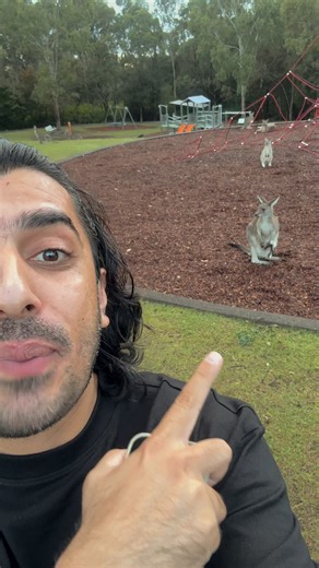 Kangaroos Play With Babies in Australian Park