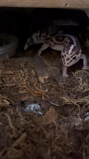 1.3K views · 12 reactions | Wala mangyayari dyan kung tititigan mo lang  #africanfattailedgecko #reptiles #exotics #fbreelsfypシ゚ | Blue Eyed Reptiles | Facebook