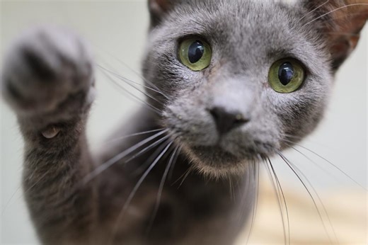 Can cats have chocolate? How dangerous the sweet treat is for your pet