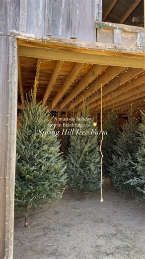 Bainbridge-Decatur County Chamber on Instagram: "Hello, Spring Hill Tree Farm!🎄 Choose from hundreds of premium Fraser Firs or pick your own choose-n-cut tree — perfect for making holiday memories! We’re thankful for Dan and his team at Spring Hill, who handle our large Tinsel Trail tree order each year. From coordinating logistics to making sure every tree is beautiful, they’ve been with us since the very beginning! If you haven’t visited yet…Make plans to attend Whoville Night on December 13 