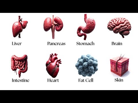 Every Major Organs SECRET Benefit of fasting for 36 hours!