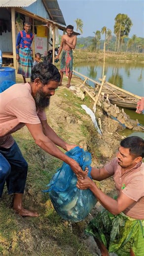 গ্রামে মাছ চাষ শুরু! 🐟 ফিস প্রজেক্টে চারা মাছ দেওয়া হচ্ছে #fishing #shortvideo #fish