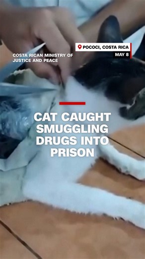 Cat caught smuggling drugs into prison
