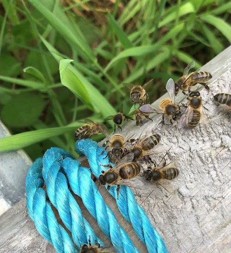 ApisProtect- Hatched queen returns from mating