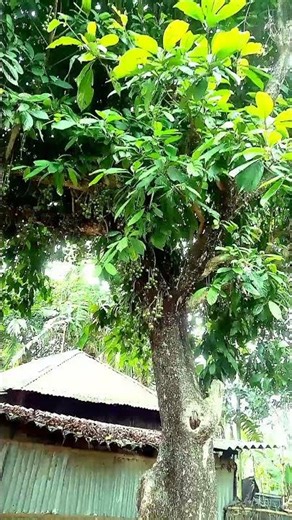 Loquats: The Backyard Superfruit You NEED to Grow in 2026!
