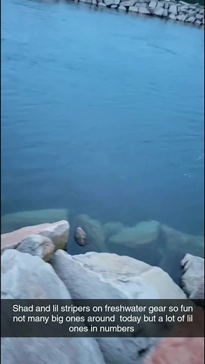 ri striped bass fishing #fishing