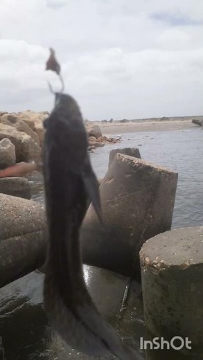 صيد-سمك-النمر #fishing