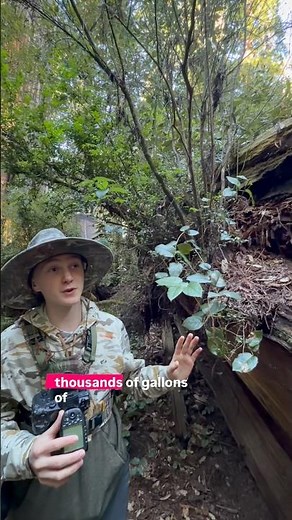How Does A Fallen Tree Come Back To Life? 👀