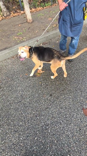 Lucy A753665 10 Year Old German Shepherd Shar Pei Mix PAST-DUE Needs Rescue