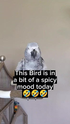 #bird #parrot #talkingparrot #pets #animals #funny #cosmothefunnyparrot #fyp #funnybirds #foryou #laugh #lol #fypシ #birdsoftiktok #petsoftiktok #fun #pet #animal #talkingbird #parrots #birds #VikingRise
