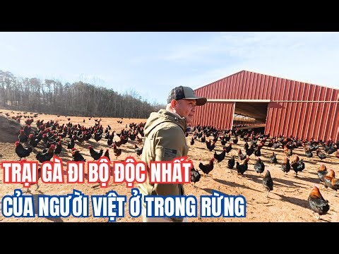 Trại Gà Đi Bộ Độc Nhất Của Người Việt Hợp Tác Với Làng Người Amish Cổ Xưa Ở Mỹ
