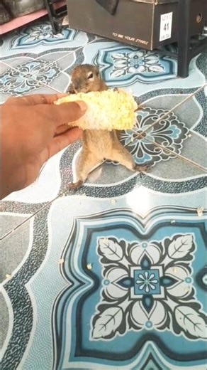 Kaki Tupai Lucu Banget #tupailucu #bajingkelapa #shorts