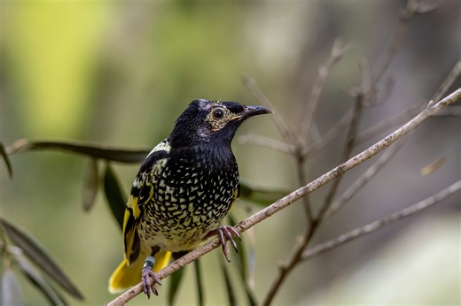 This critically endangered bird's song was about to disappear. Scientists saved it by recruiting some wild vocal tutors