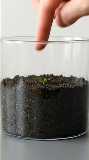 Watch Snapdragon Grow 🌱➡️🌸 | Realistic Plant Growth Timelapse