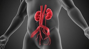 Urinary system in the human body