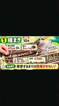 玉ねぎの種まきから収穫まで完全解説 #家庭菜園初心者 #家庭菜園 #庭作業 #プランター菜園 #玉ねぎ栽培
