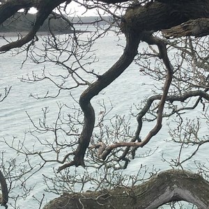 7.3K views · 254 reactions | Some morning exercise in a Cornish Gig on the river Fal with Turnaware Point across the water. #lovecornwalluk @gigrower.co.uk @cornishgigrowing @falriver . . . . . . . . #gigrowing #loebeach #cornishgigrowing #riverfal #fixedseatrowing #rowing #rowinglife #rowingclub #rowengland #rowenglandtours #falriverfestival #estuary #winterwalk #springwalk #cornwall #cornishliving #trelissick #swnationaltrust #nationaltrust | I love Cornwall | Facebook