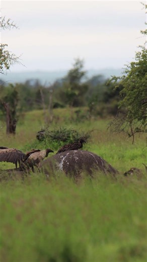 Vultures Feeding on a Dead Elephant 🐦🐘 #shorts