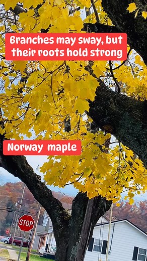 Norway Maple is a symbol of prosperity and good fortune due to its auspicious hand shaped leaves. #norwaymaple #mapletree #treephotography #naturelovers #followerseveryonehighlights #fbfriendsfollowersviewers #nonfollowersviewers #everyonehighlights #highlightsシ゚ | Gigi Moore