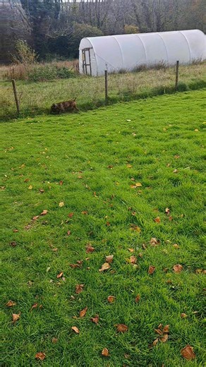 Devon Dog Behaviour Rehab & Rehome CIC on Reels