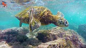 21K views · 383 reactions | Coyote and Mark go scuba diving with Sea Turtles in Hawaii! Sea Turtles, along with being incredibly majestic, are also the largest marine reptiles in world! Well known for their graceful presence and calm nature, these gentle “sea dragons”, as Coyote calls them, have captured the imagination of nature lovers for centuries. Get ready to witness one epic sea turtle adventure! | Coyote Peterson | Facebook