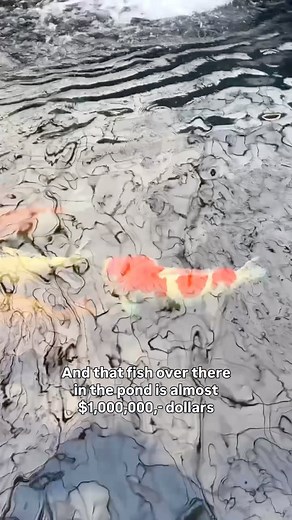 $1 vs $1 Million Dollar Koi Fish! | Yvo - The Koi Partner