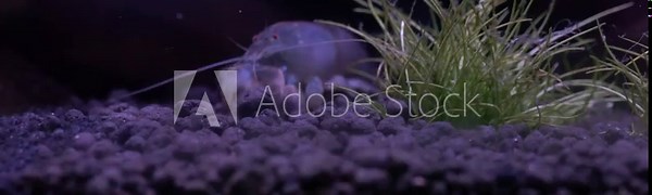Cameroon vampire shrimp filter feeder on black substrate