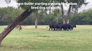 24 reactions · 3 comments | Grant Butler starting a young McCallum bred dog on cattle. For tough as nail Border Collie stock dogs, contact Grant Butler AGRI. They “get ahold” Keep The Quality Up | Butler Polled Brahmans | Facebook