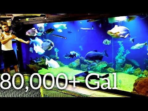 Massive 80,000+ gallon fishroom tour, showing all the monster fish - We are Ohio Fish Rescue