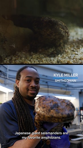 17K views · 265 reactions | Meet one of our Japanese giant...