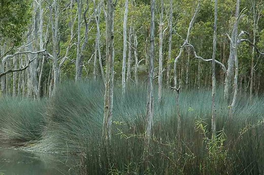 Karawatha Forest Walk | Must Do Brisbane