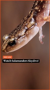 When a hungry bird comes near them, wandering salamanders can jump off the tallest trees in the world, California's coast redwoods, skydiving to a safe branch. Researchers decided to put them in a wind tunnel to investigate their daring moves in slow motion. Check out our full video "How Salamanders Skydive From the Tallest Trees in the World!" | Deep Look • PBS