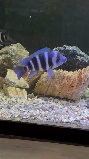 Feeding the Frontosa Cichlid Tank!