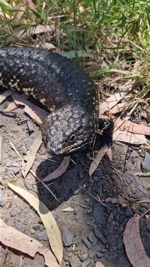 Grumpy stumpy #lizard #reptile